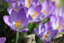 13IMG_8656-111