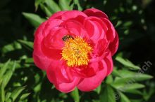 IMG_9919-1
