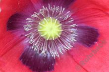 IMG_1167-111