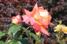 IMG_5700-1_bearbeitet-1