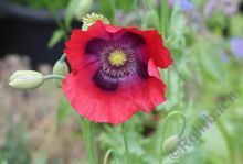 IMG_1168-111