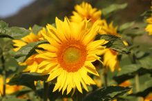 Sonnenblume